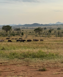 From the Field: A Site Visit to Kidepo as Rhino Preparations Gather Momentum