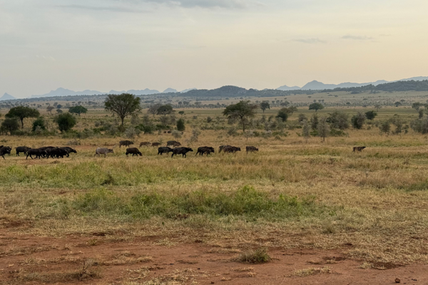 From the Field: A Site Visit to Kidepo as Rhino Preparations Gather Momentum