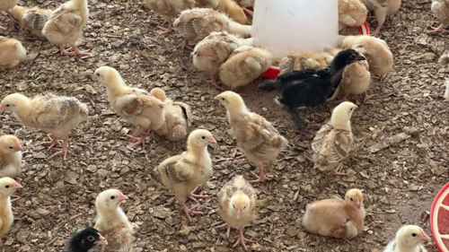 Chicks used in the poultry farming project